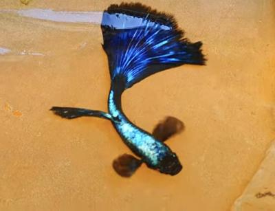 Big Ear guppy