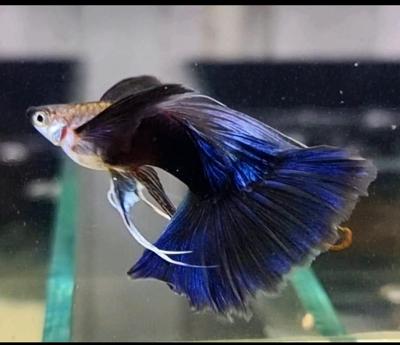 Ribbon guppy